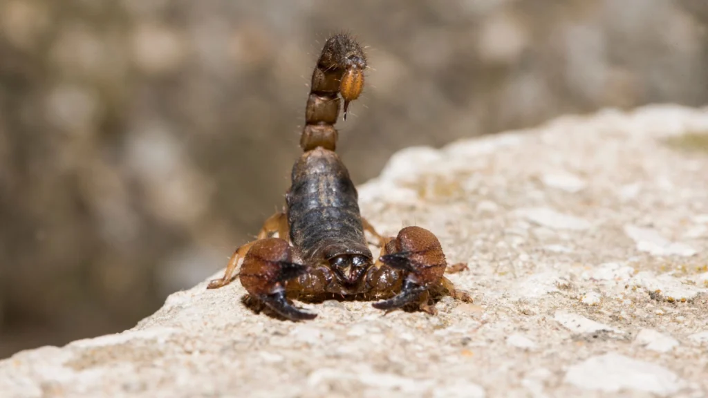 Scorpion Control