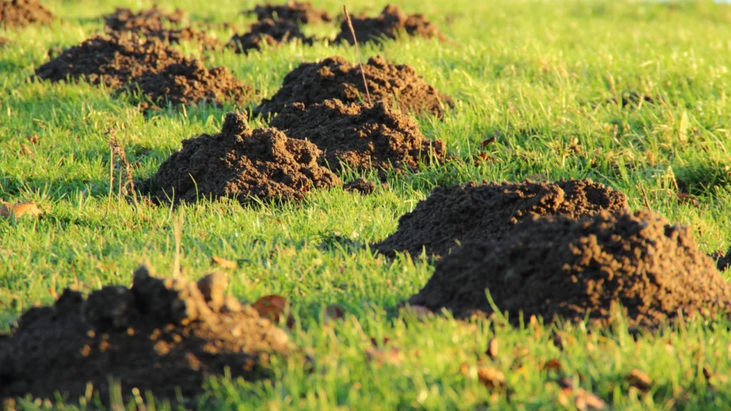What are Moles