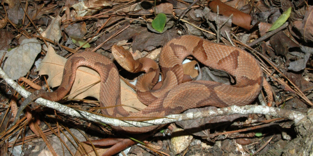 What are Snakes