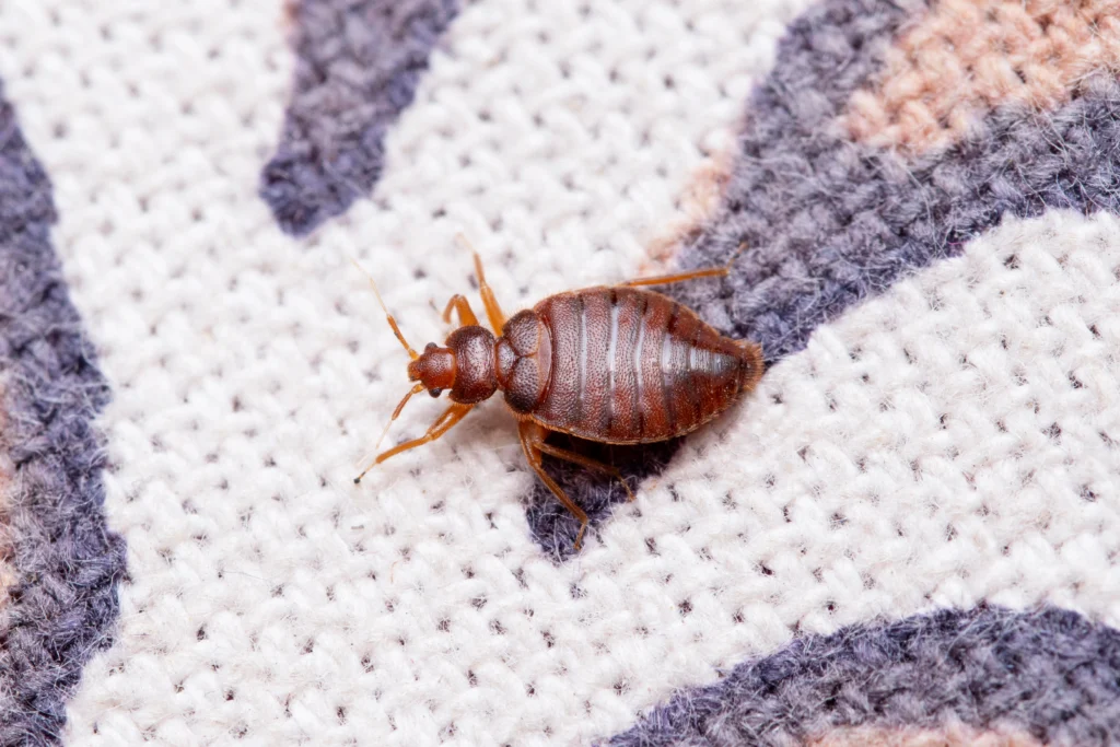 What are bed bugs