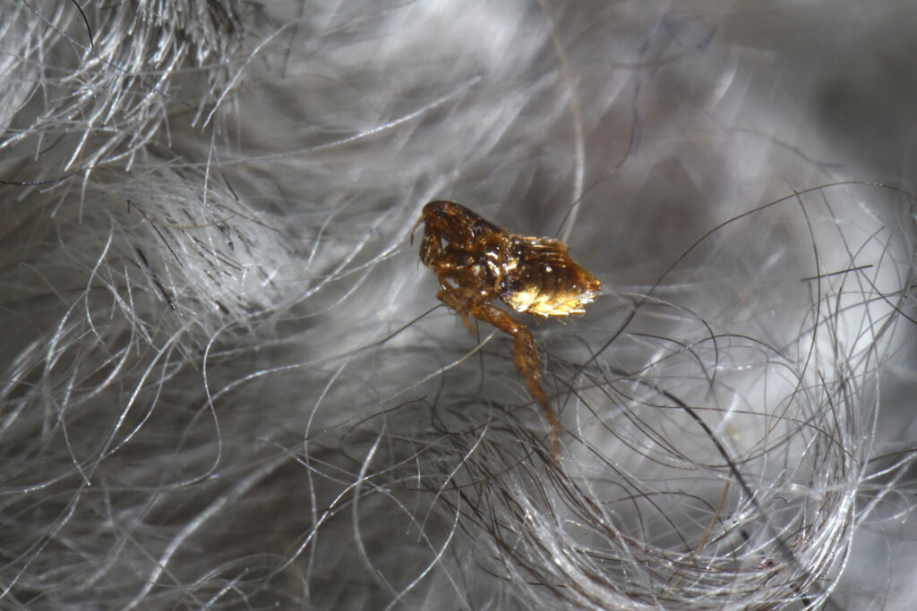 What are fleas?