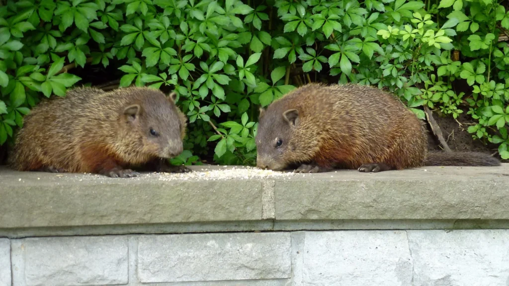 What are gophers