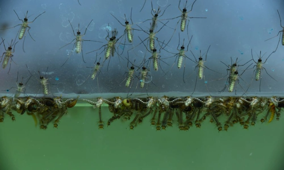 What are mosquitoes?