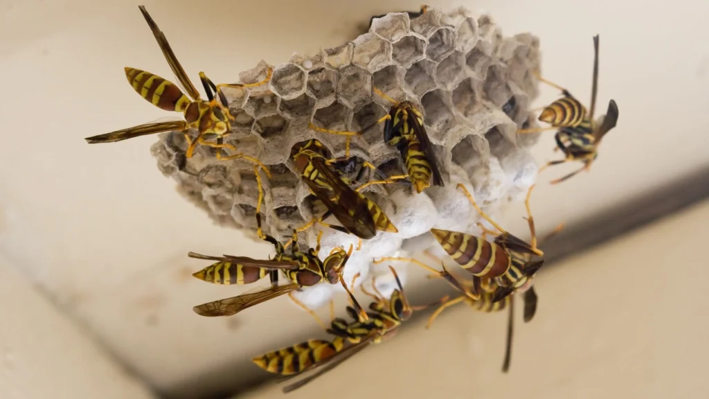 What are wasps?