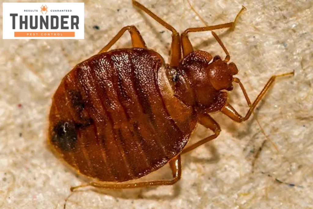 bed bugs