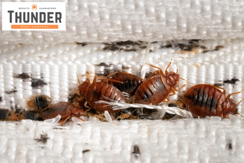 bed bugs