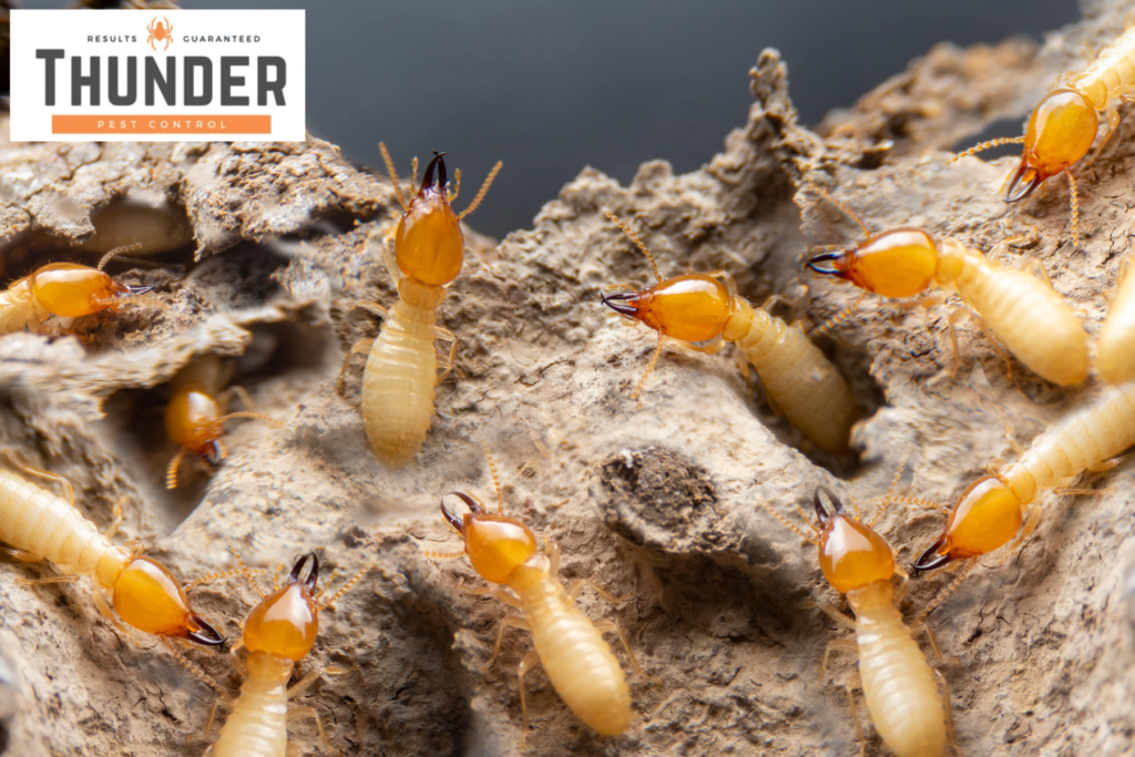 termites