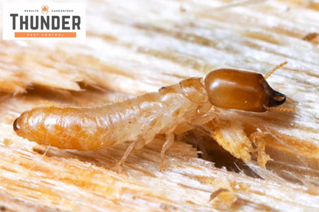 termites