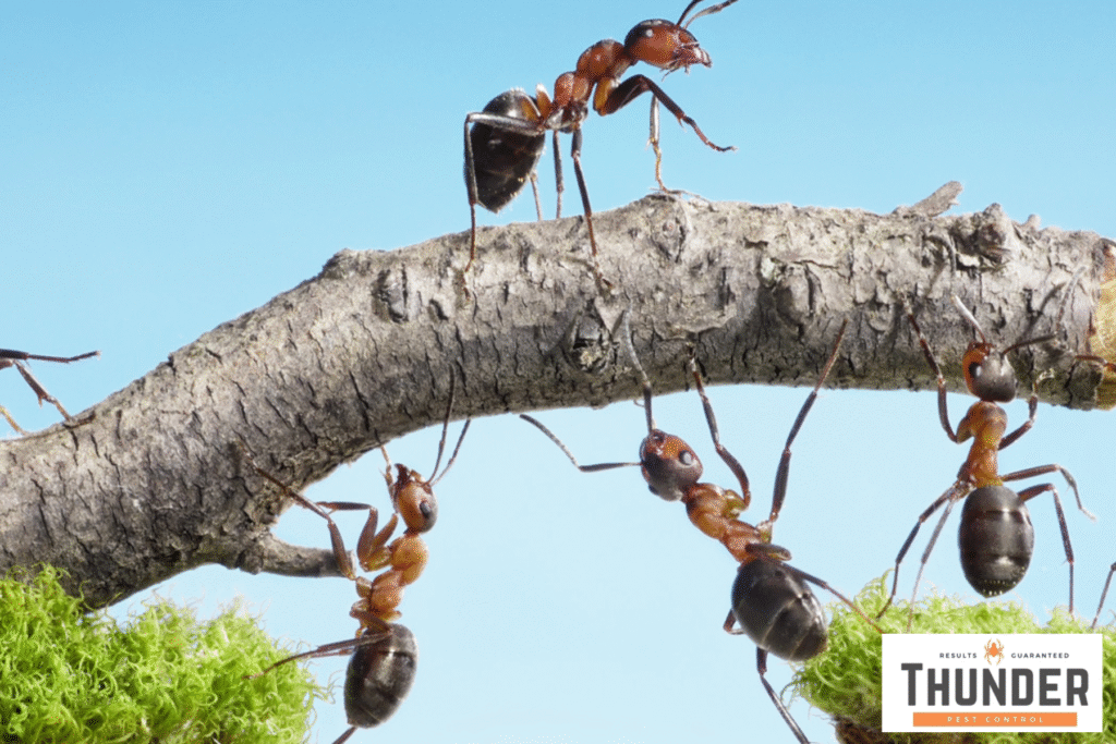 ants