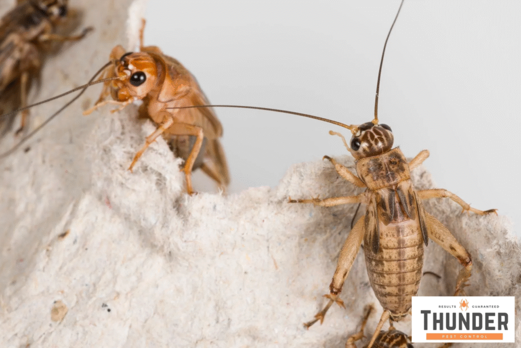 crickets