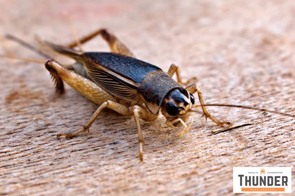 crickets