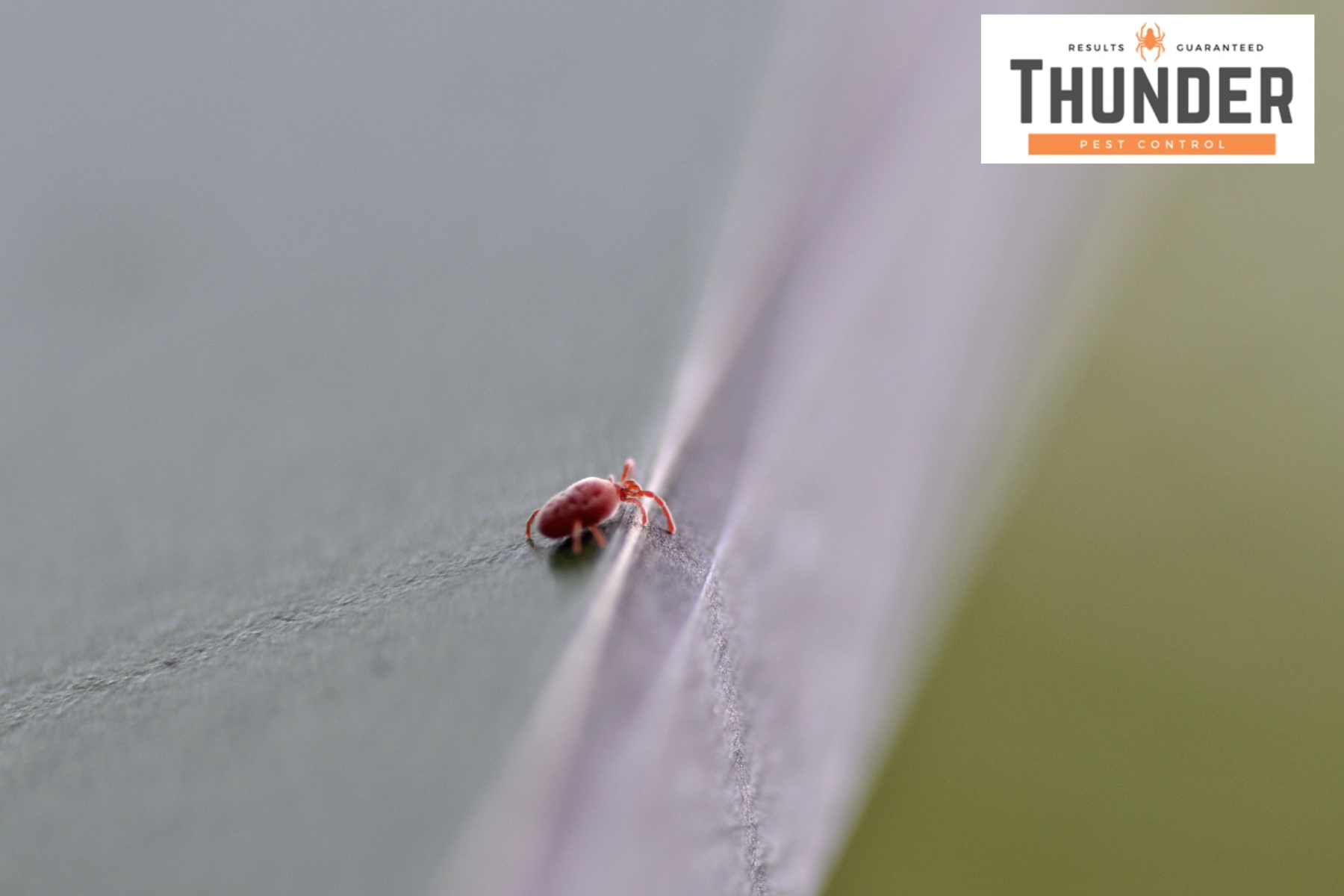 little red something