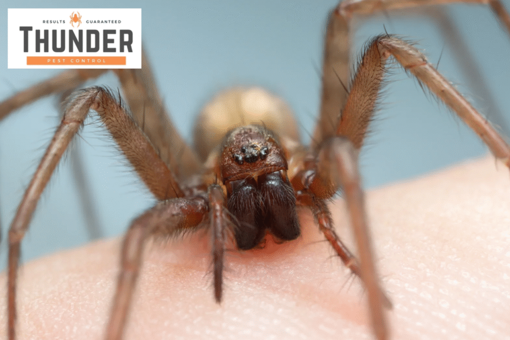spider