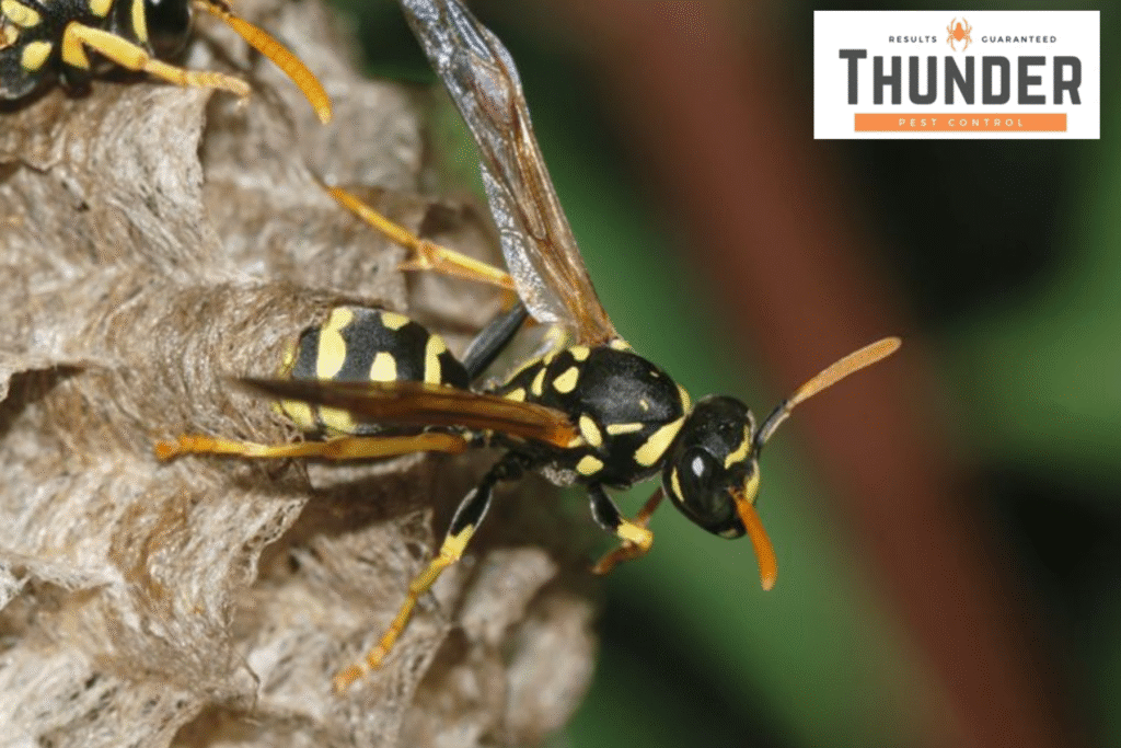 wasps