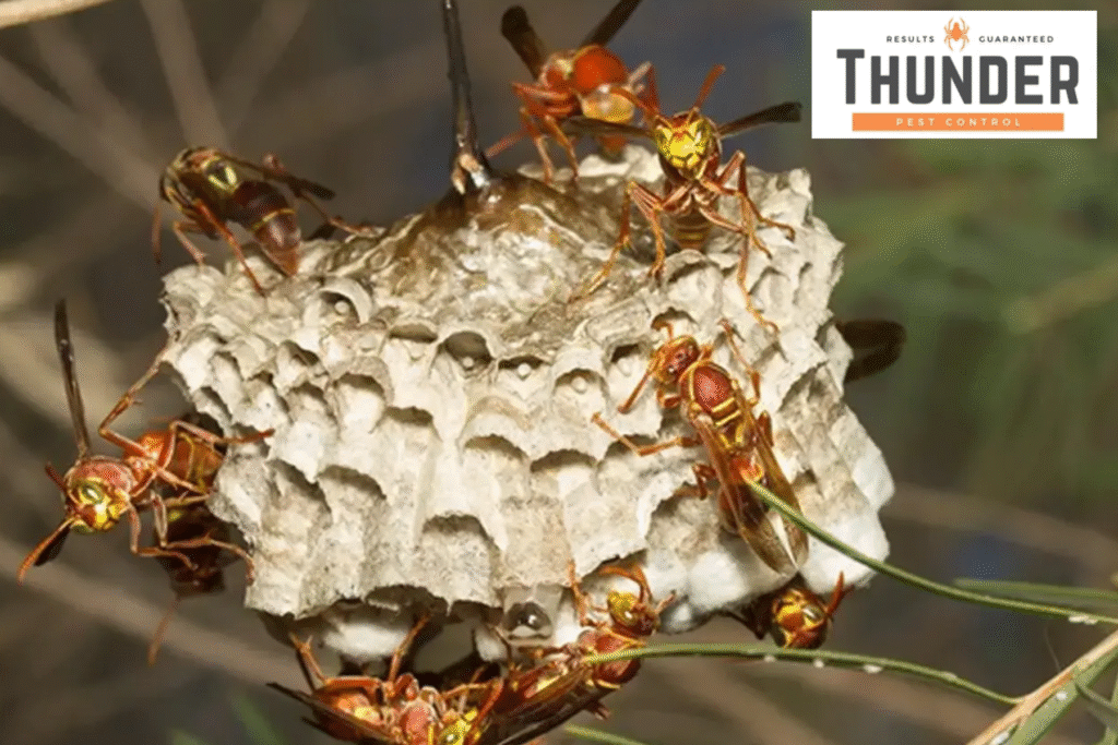 wasps