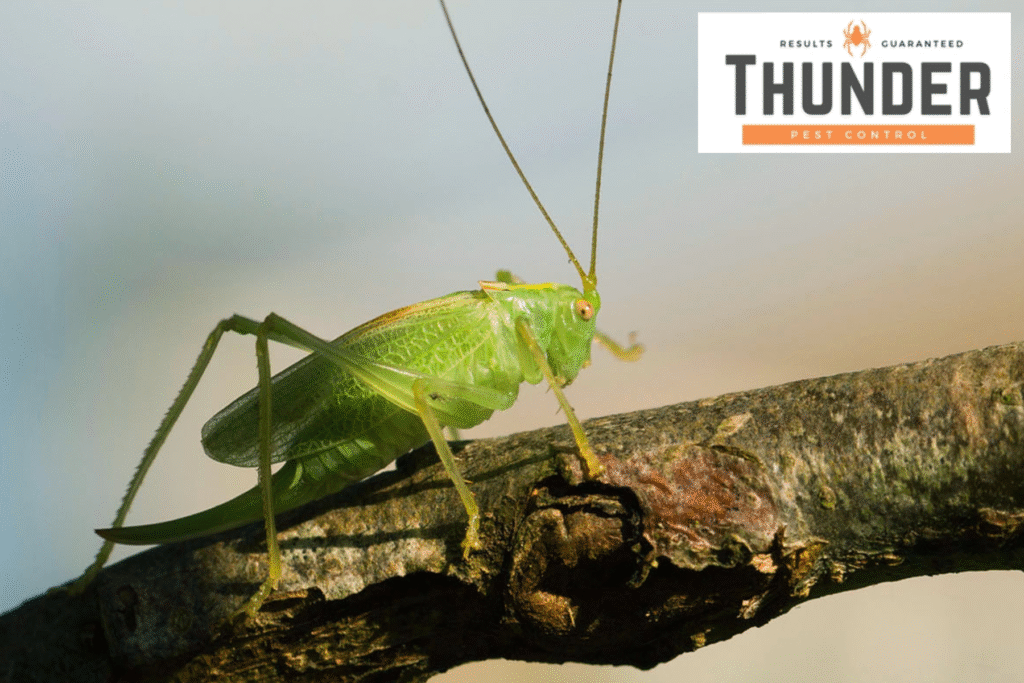 cricket