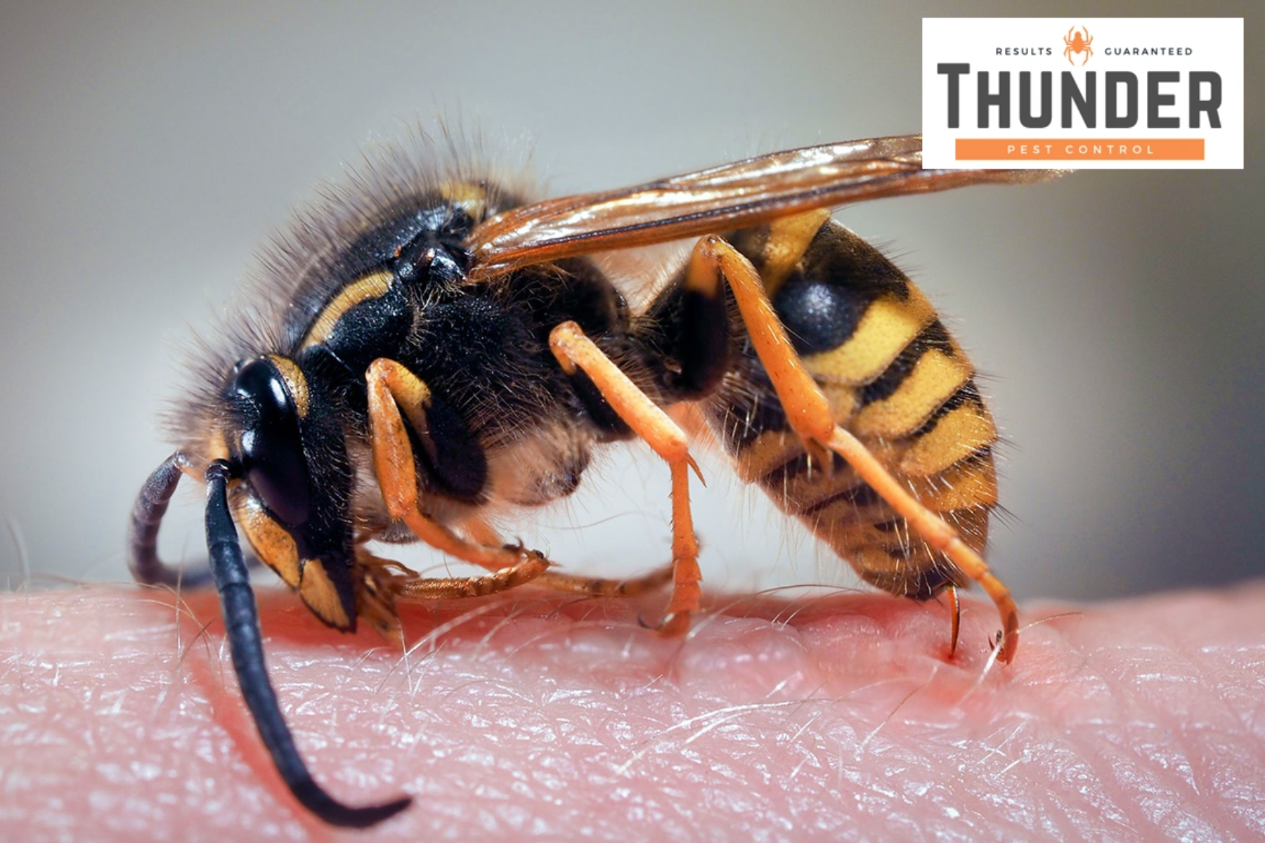 wasp control