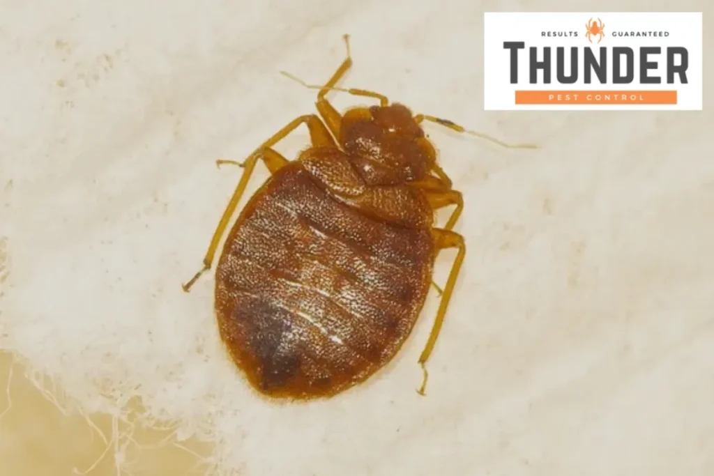 bed bug