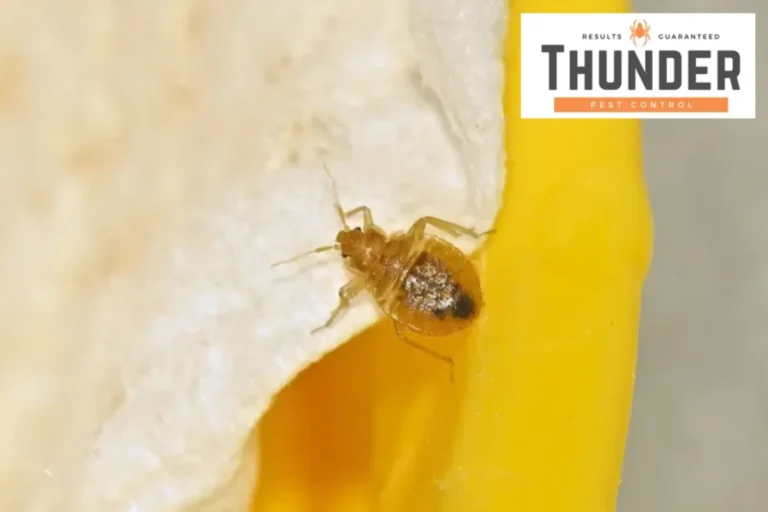 bed bug