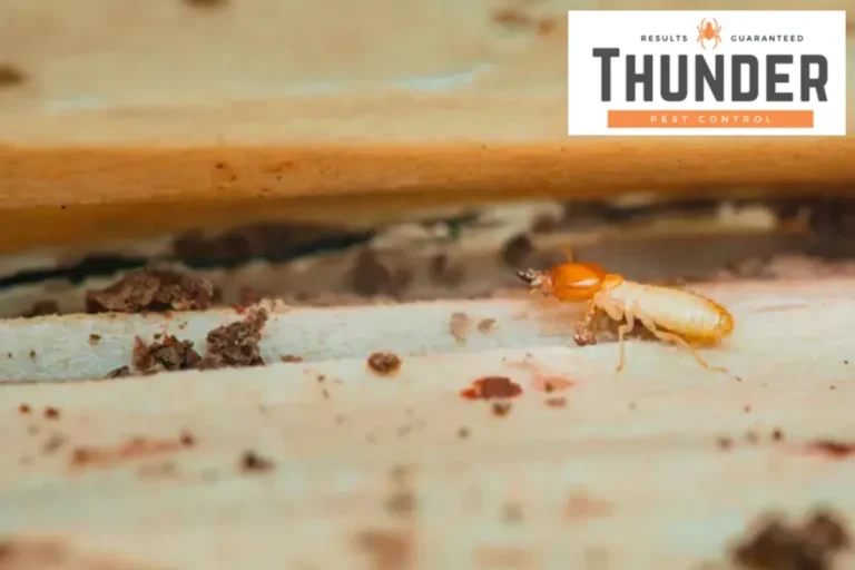 termite damage wood