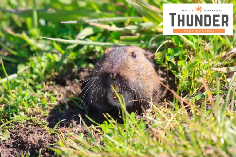 gopher