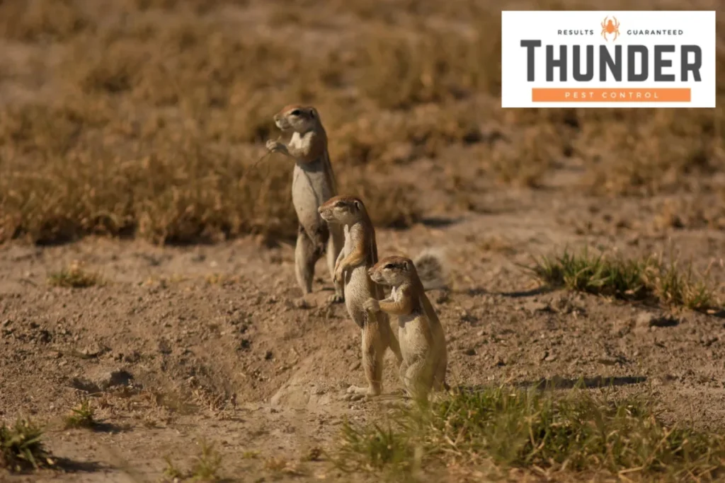 three gophers standing