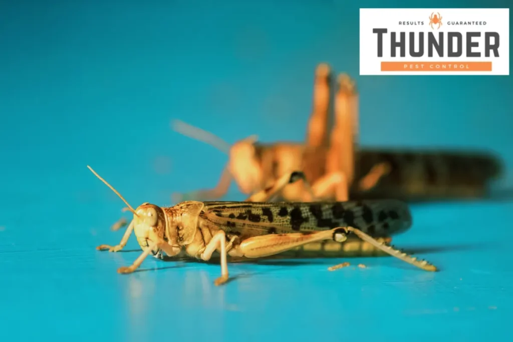 crickets on the plain background