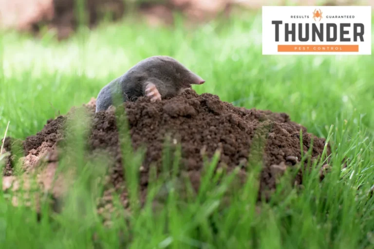 mole in the garden