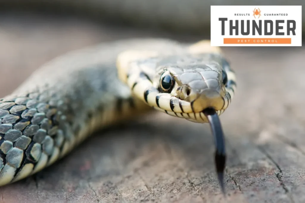 snake