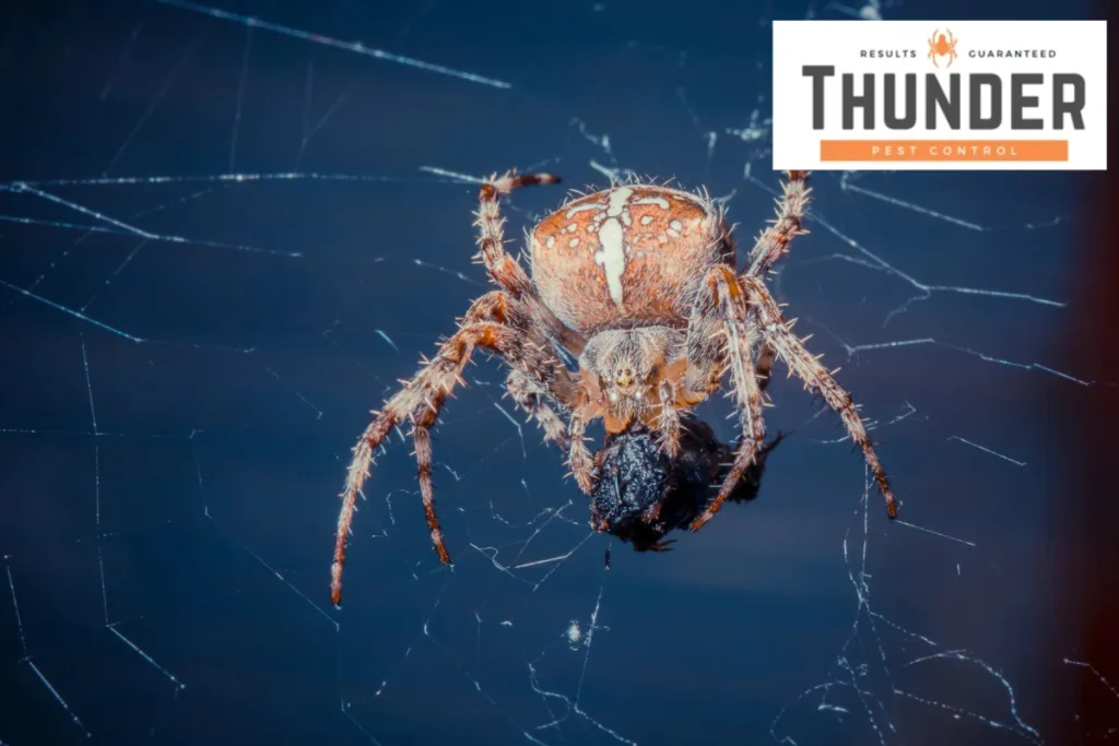 spider