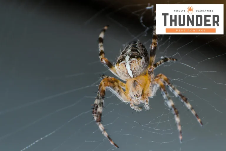 spider sits on a cobweb