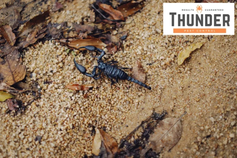 close up scorpion