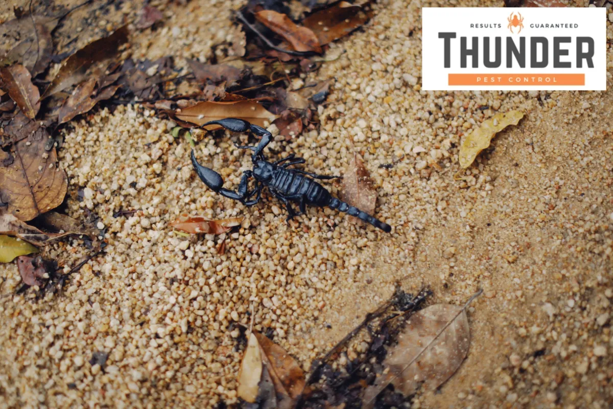 close up scorpion