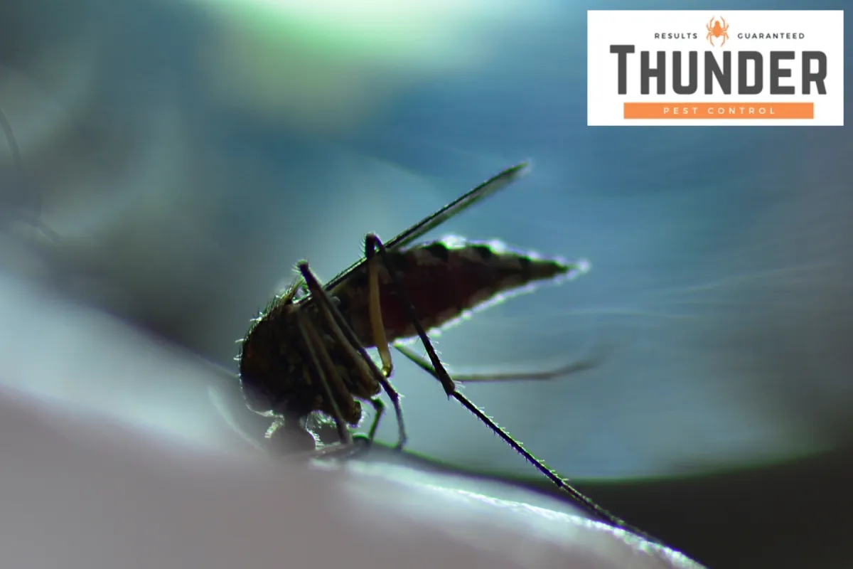 mosquito