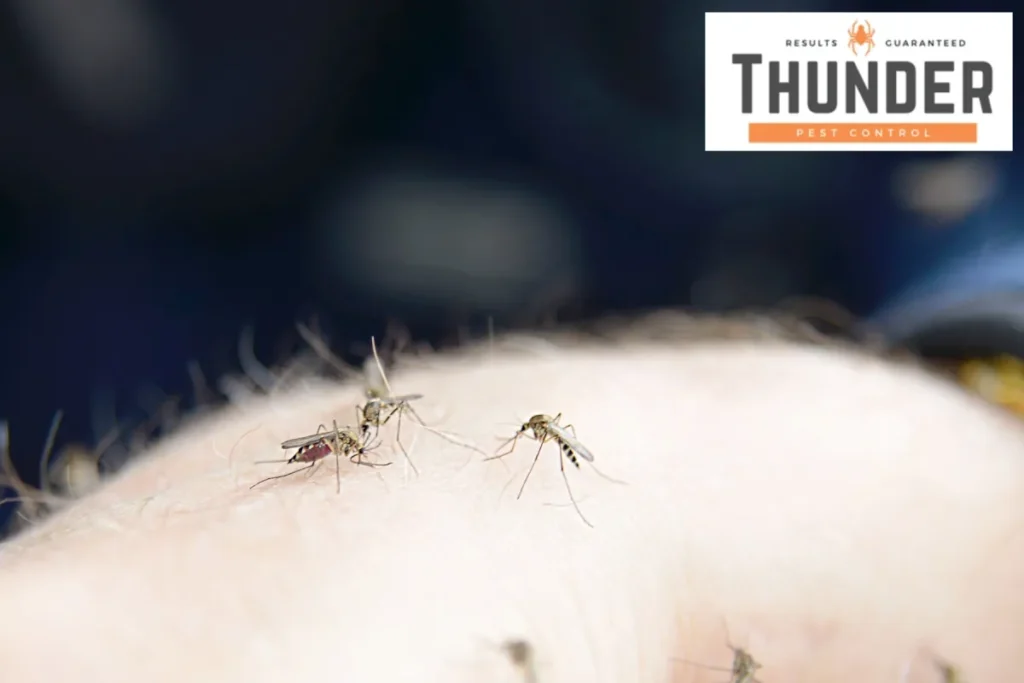 mosquitoes