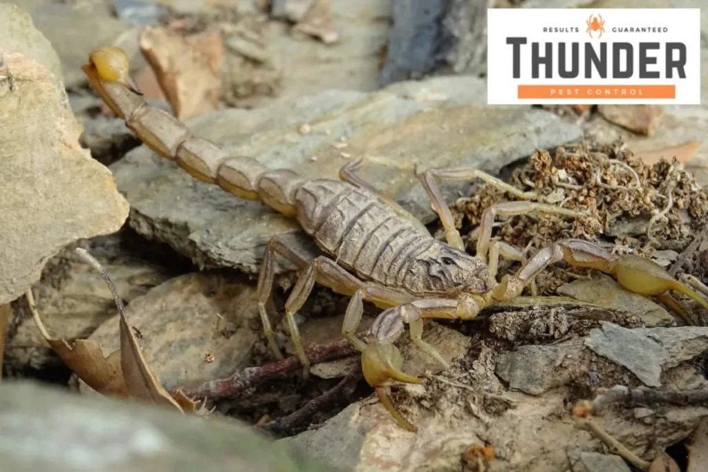 scorpion